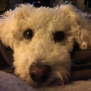 Meet your Posher, Francesca